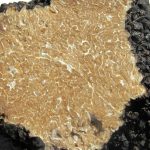 Quels sont les bienfaits de la truffe sur la santé ?