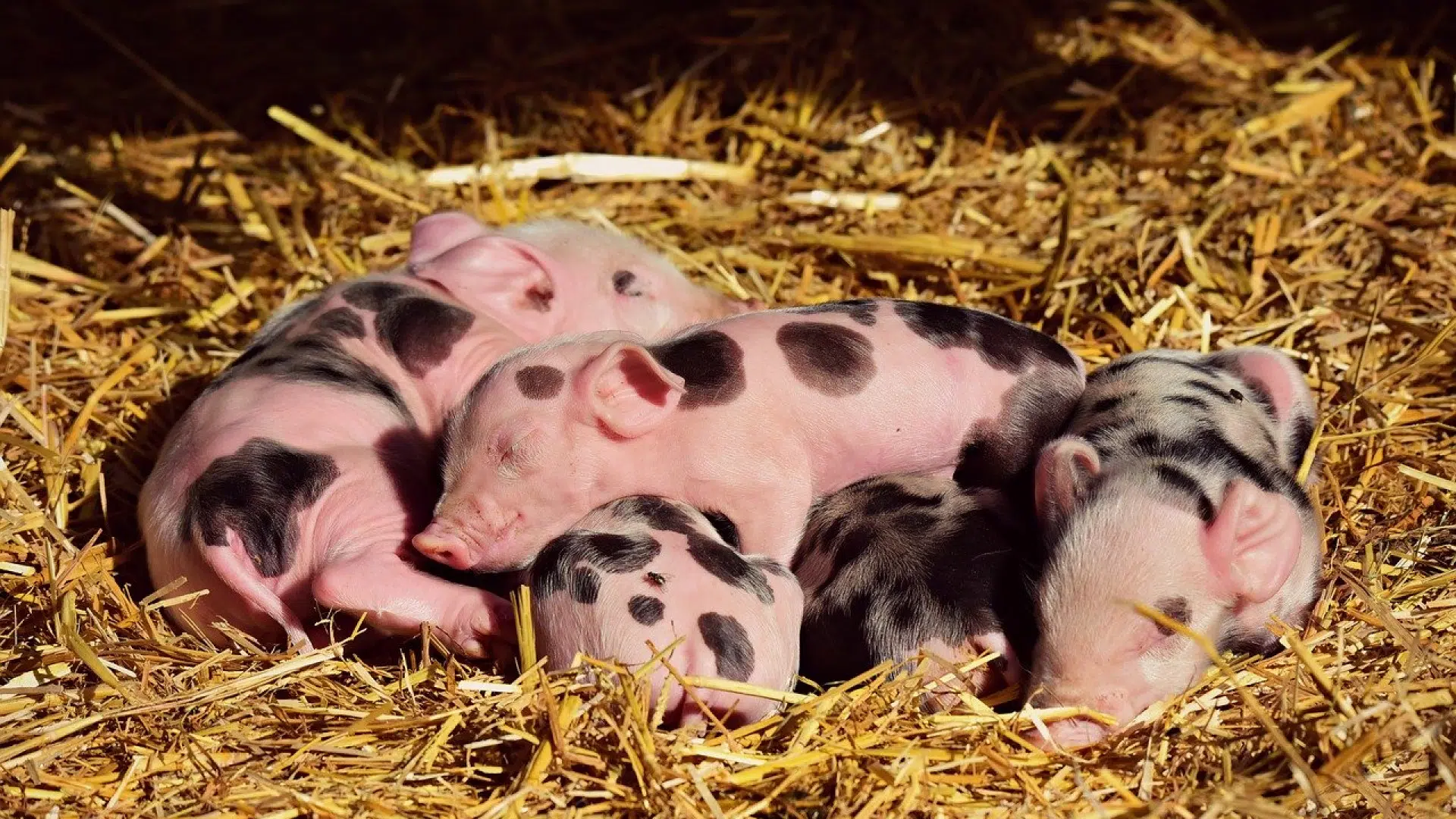 Les cochons issus de l’agriculture durable