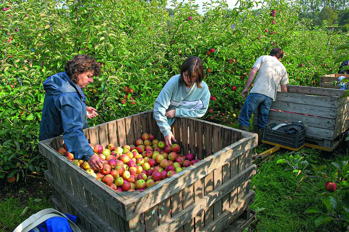 Production de cidre en France ,quelle région en produit le plus