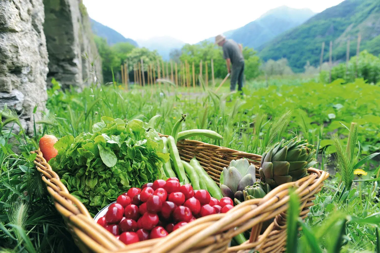 Quels sont les avantages d’une alimentation bio pour la santé ?