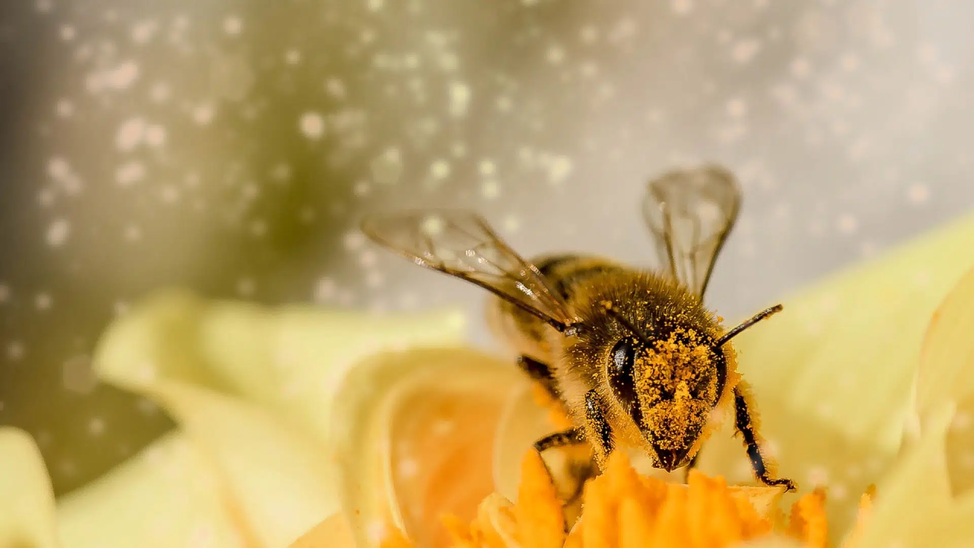 La gelée royale : comment la consommer ?