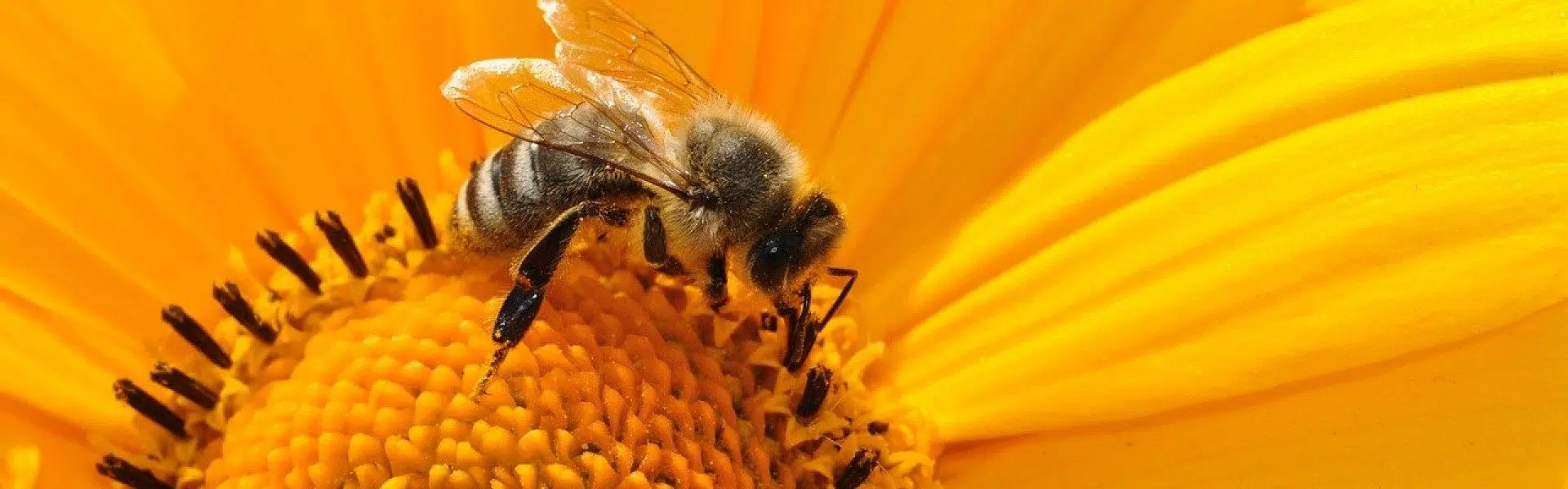 Pourquoi mettre du miel dans vos assiettes ?