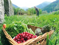 Quels sont les avantages d’une alimentation bio pour la santé ?